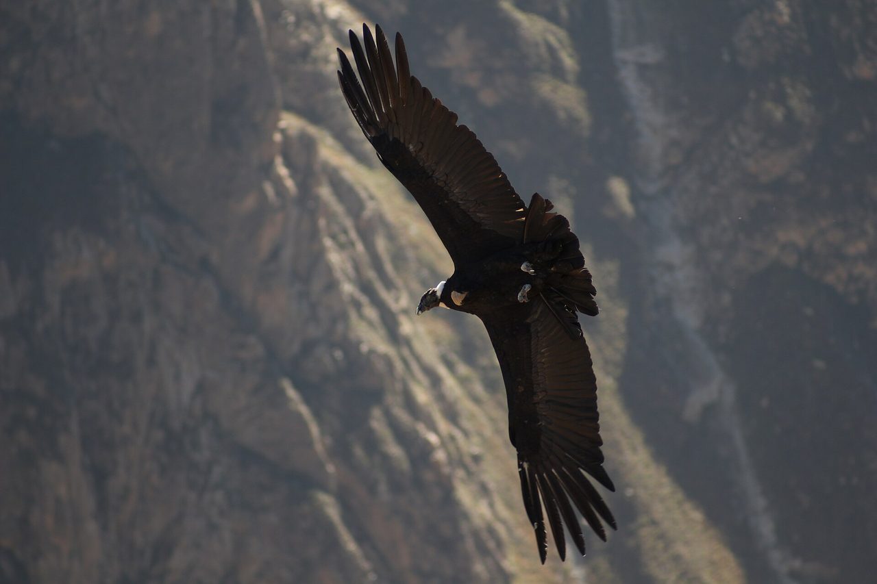 An Andean condor soaring over the Colca Canyon