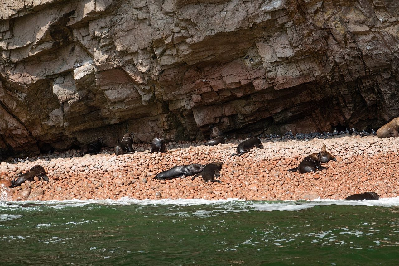 Sea lions on the rocky Ballestas Islands near Paracas, Peru