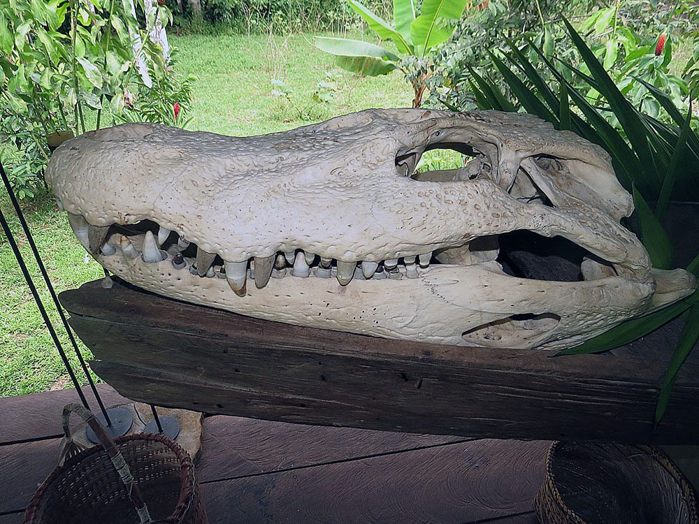 A black caiman resting at the edge of an Amazon lake