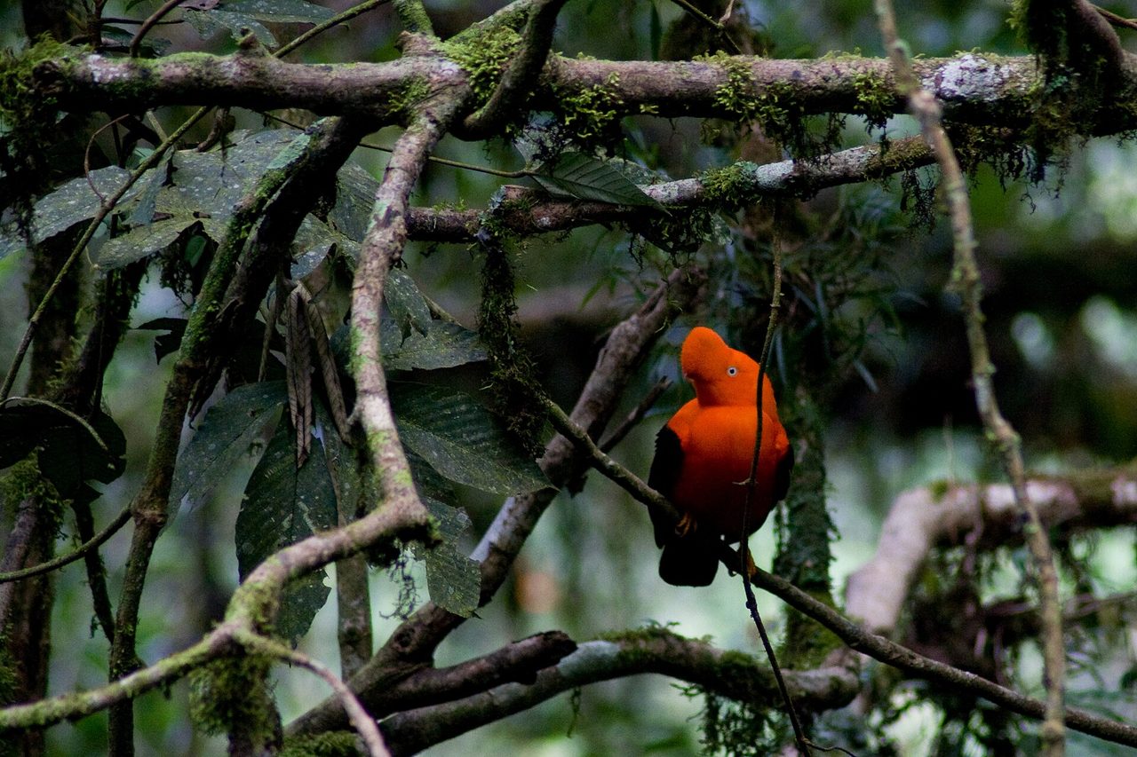 A bright orange Andean cock-of-the-rock displaying in the Manu cloud forest
