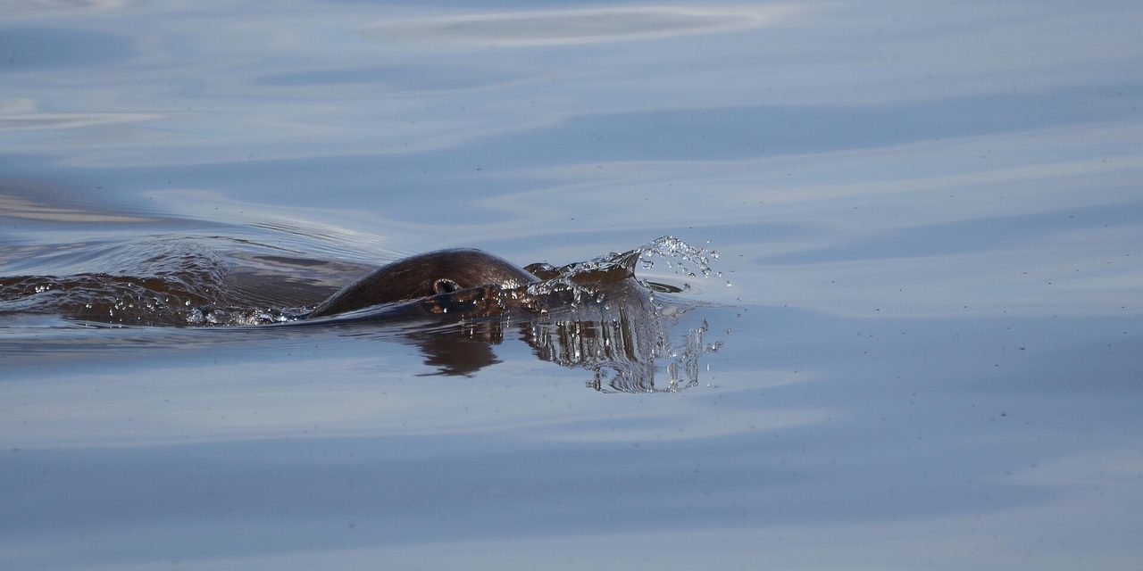 A giant river otter swimming in an Amazon oxbow lake