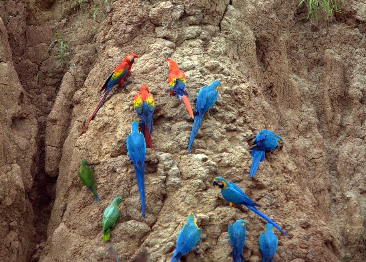 Scarlet, blue-and-yellow and red-and-green macaws gathered on a clay lick in Tambopata National Reserve