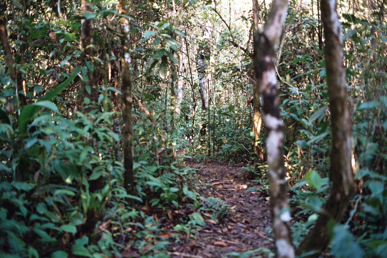 A trail through the lowland rainforest of Manu, one of the most biodiverse places on Earth