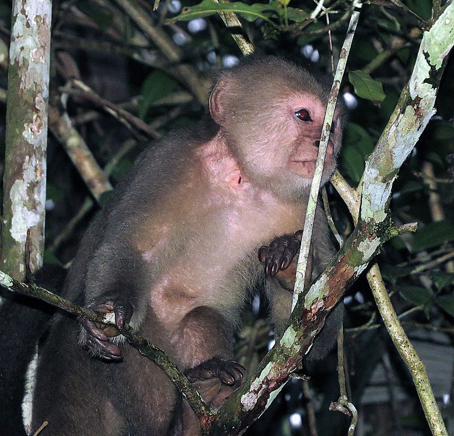 A white-fronted capuchin monkey in the trees of the Peruvian Amazon
