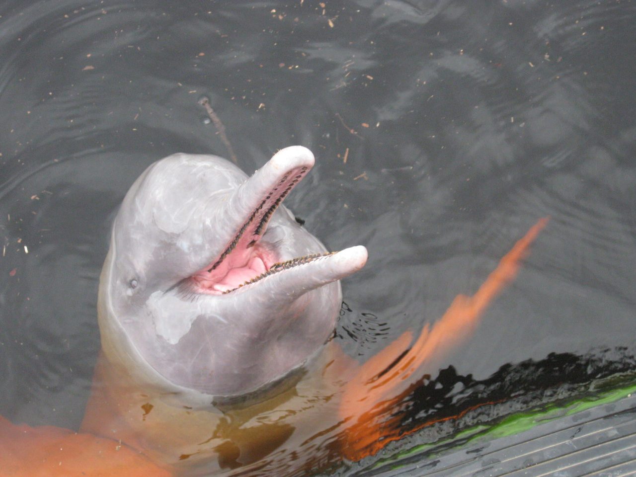 A pink river dolphin surfacing in the calm waters of the Peruvian Amazon