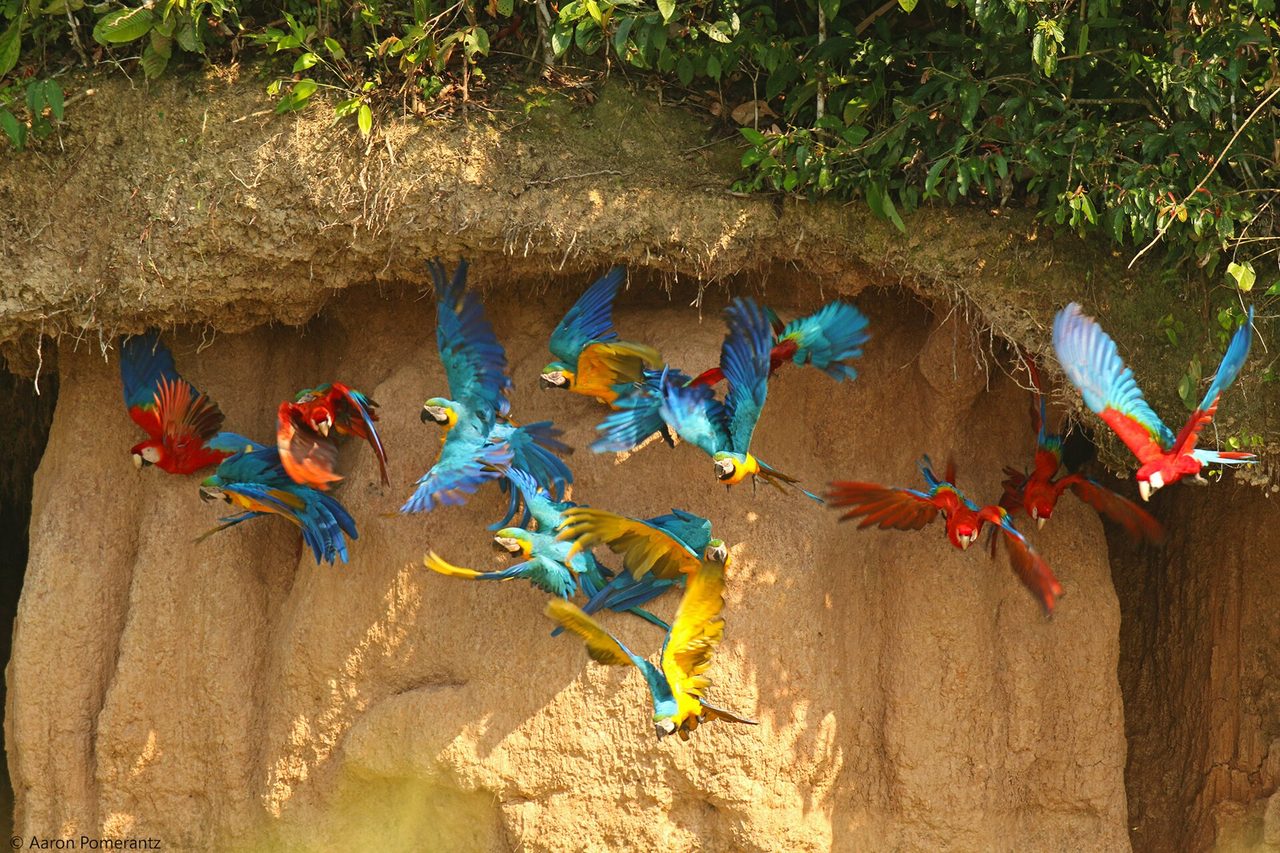 Macaws at a clay lick in Peru's Amazon rainforest