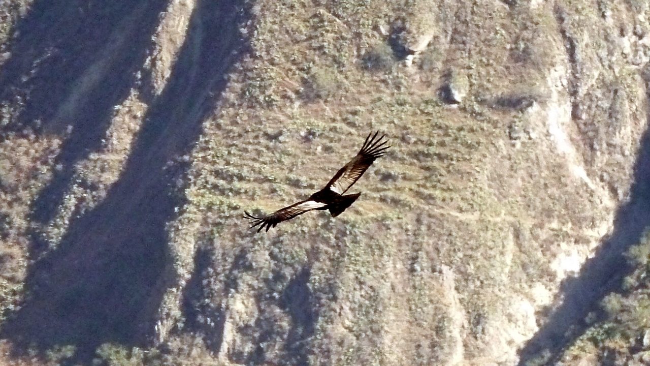 An Andean condor soaring over Colca Canyon