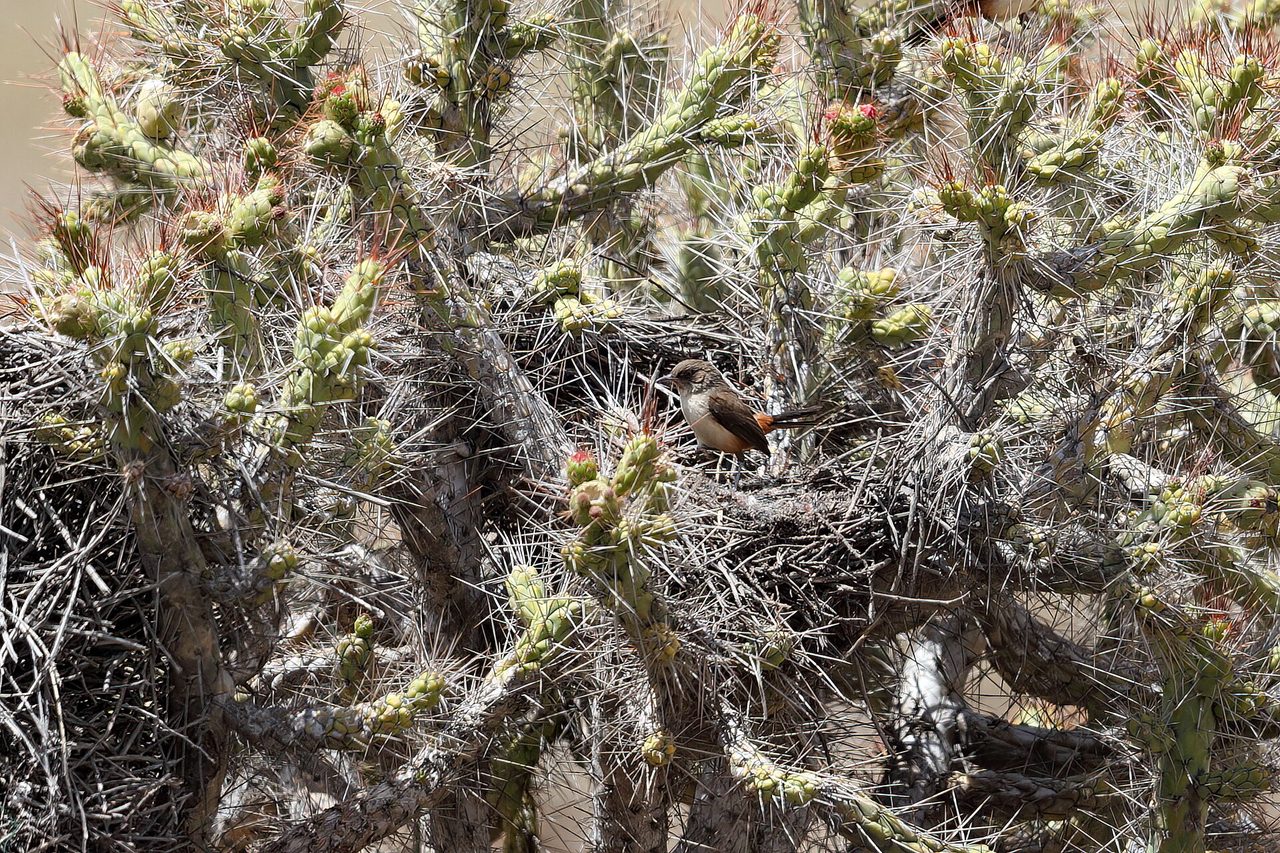 Colca Canyon near Arequipa, part of the southern circuit