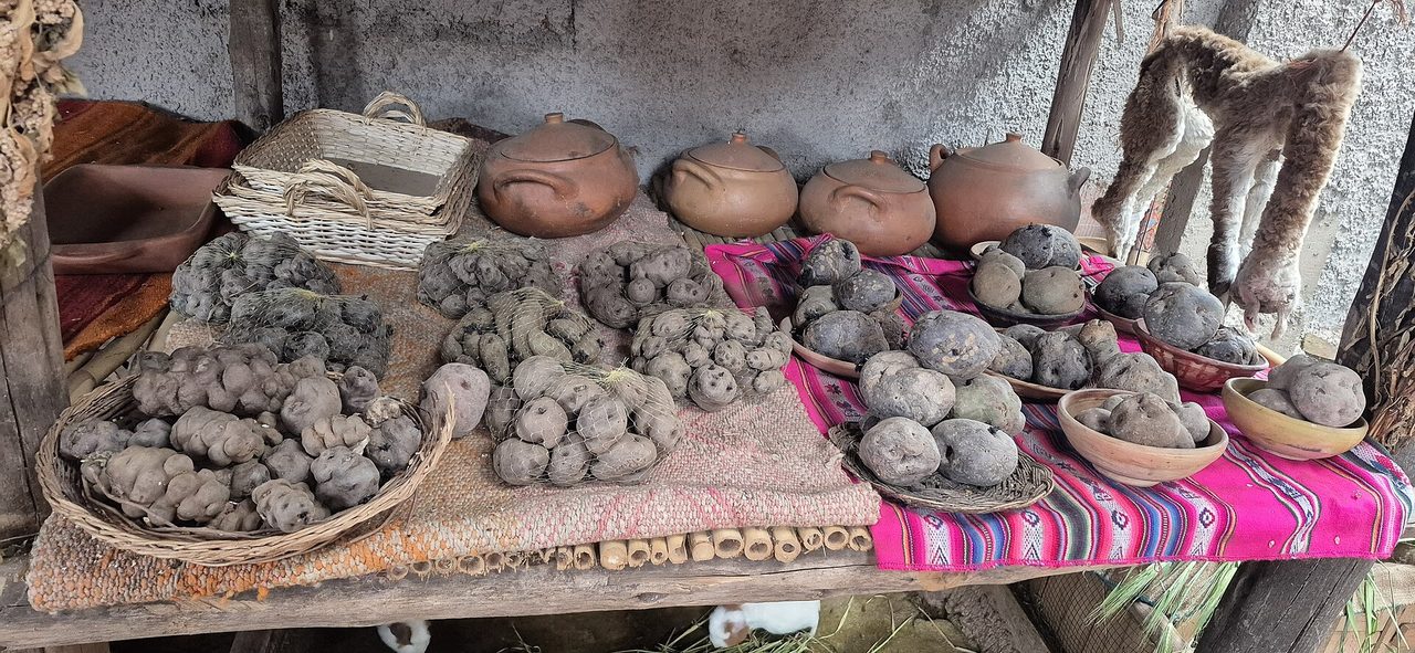 A colorful display of native Andean potato varieties at a Peruvian market