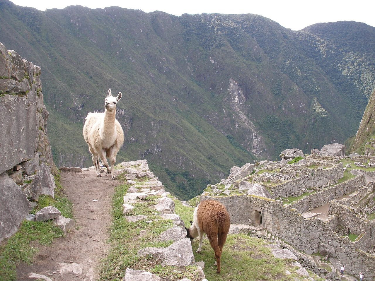 A resident llama grazing on the terraces of Machu Picchu