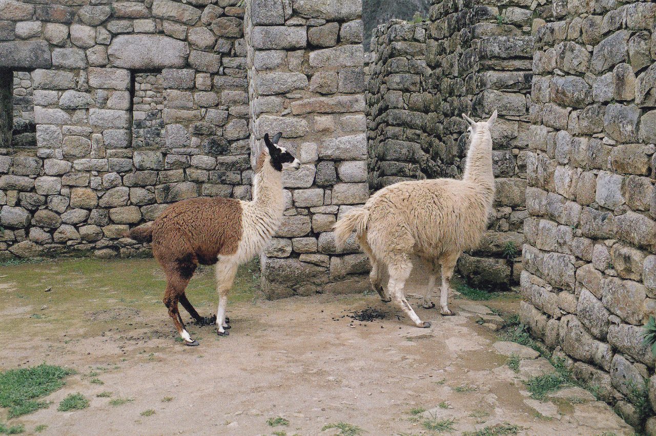 Two llamas standing among the dry-stone Inca walls of Machu Picchu