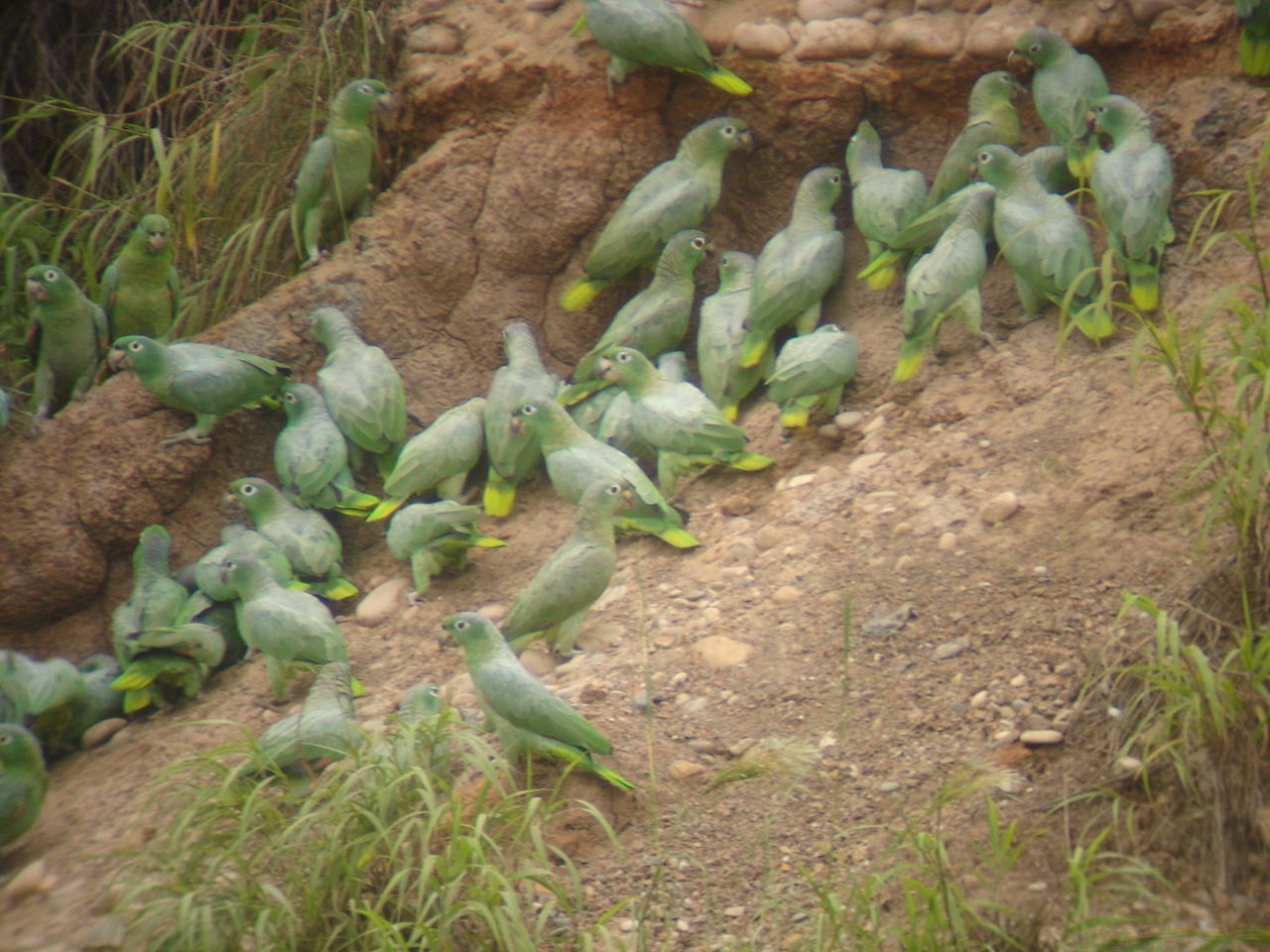 A flock of green mealy parrots gathered on a riverbank clay lick in the Tambopata National Reserve