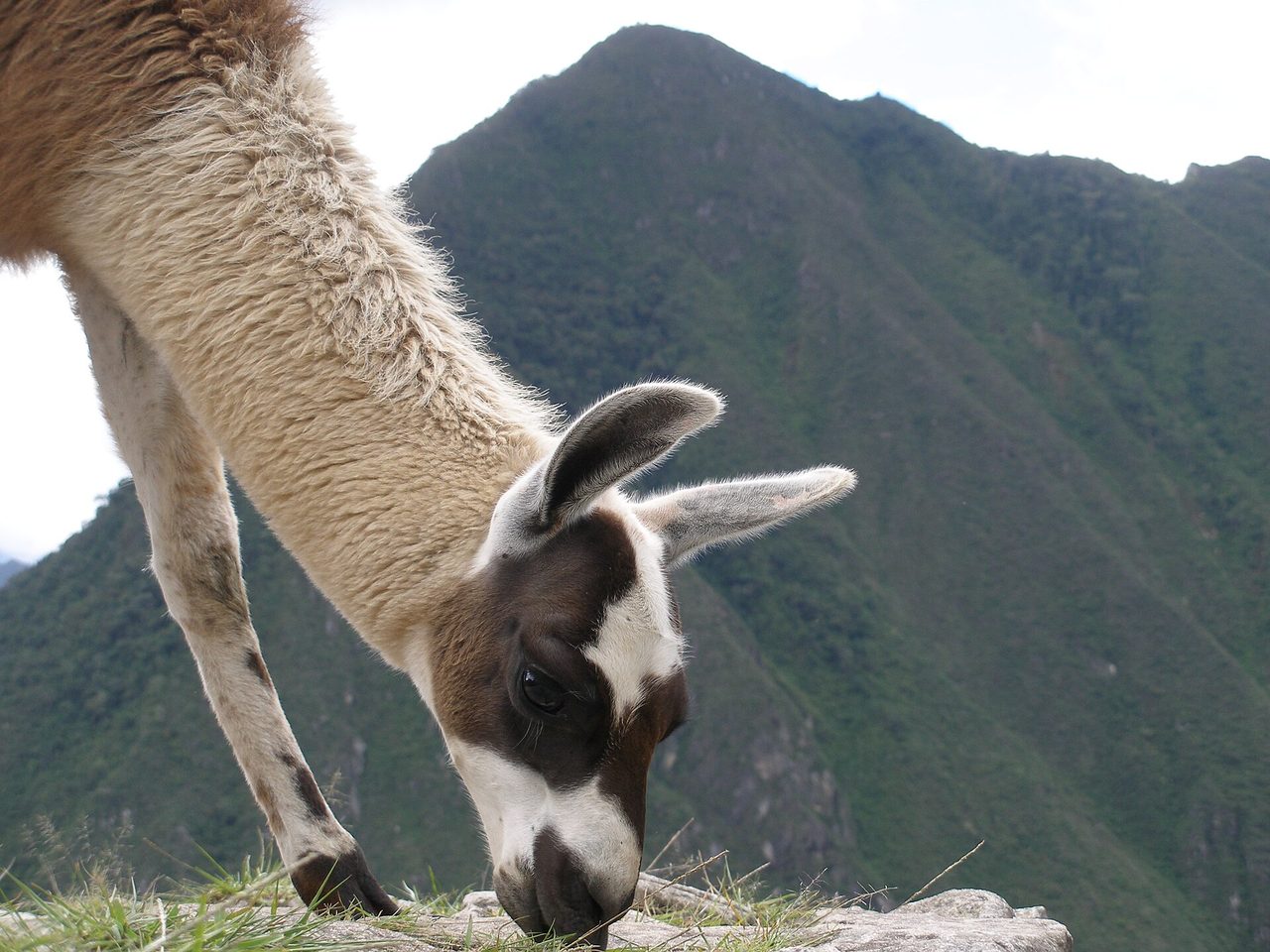 A llama grazing on a grassy terrace at Machu Picchu with a steep forested Andean peak rising behind it