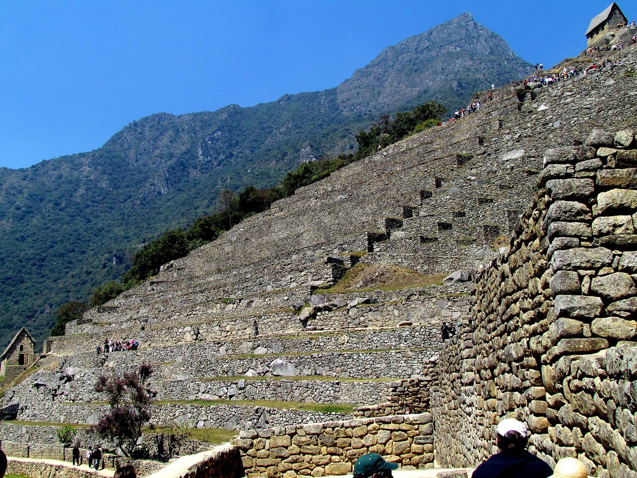 Machu Picchu's agricultural terraces rising in steps toward the guardhouse, with a forested Andean peak behind