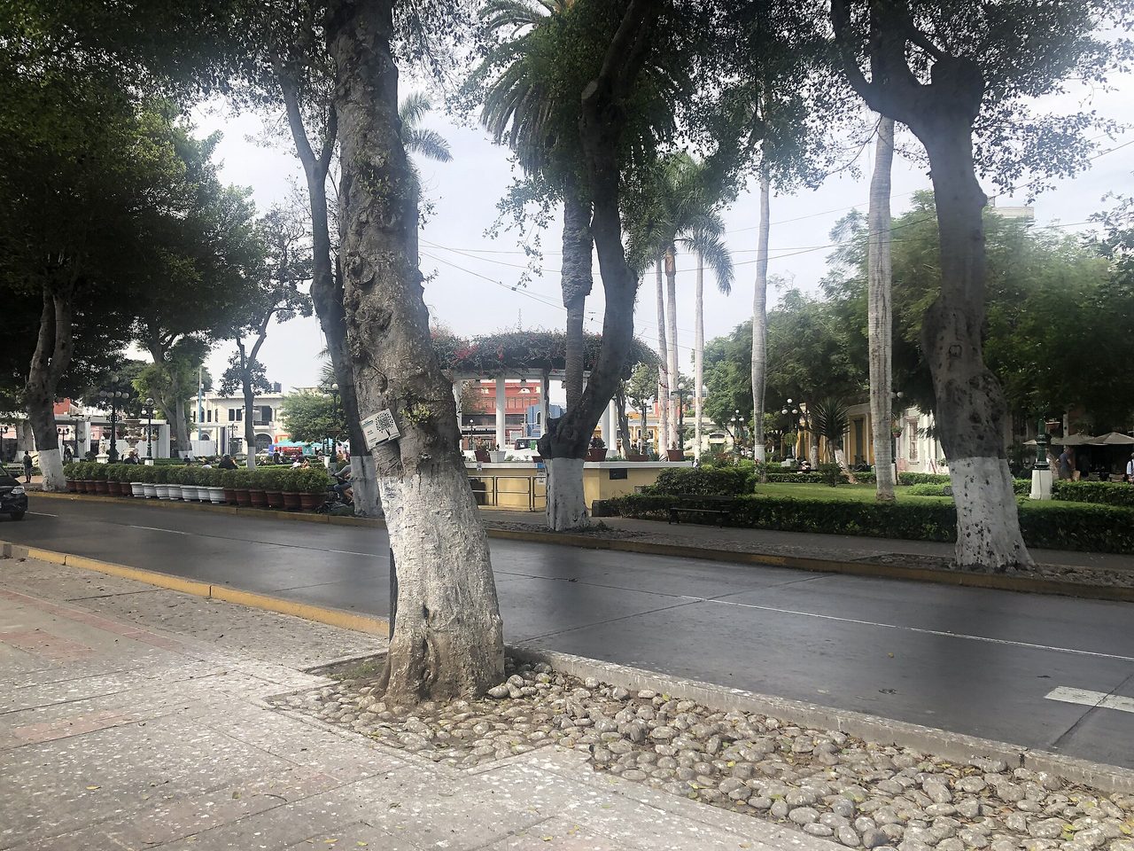 Avenida Pedro de Osma in Barranco looking towards the Parque Municipal, with tall palms, whitewashed tree trunks and flat grey overcast light