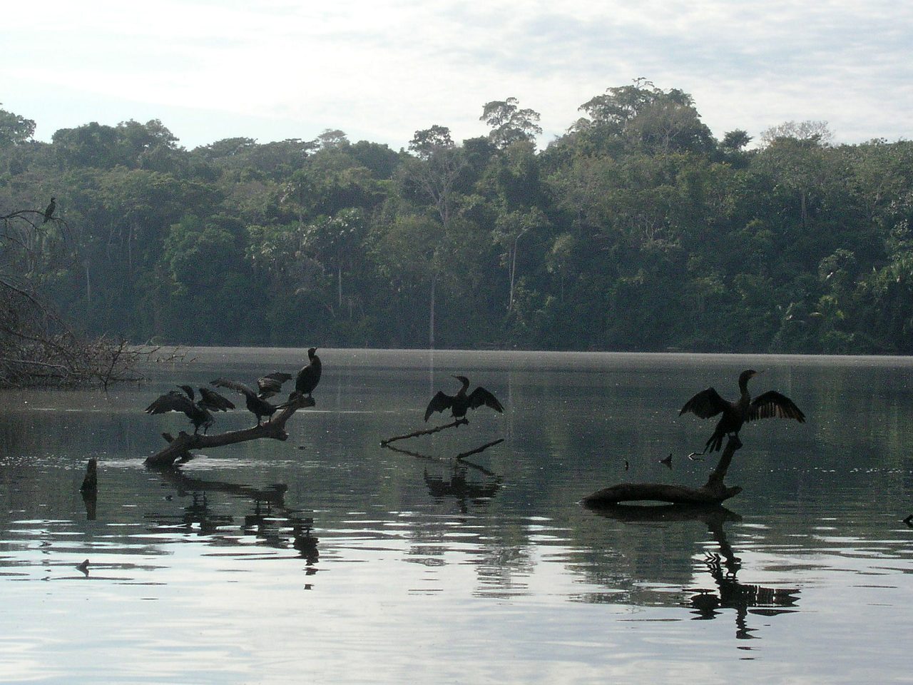 Cormorants drying their wings on dead branches in Lake Sandoval, an oxbow lake ringed by rainforest near Puerto Maldonado