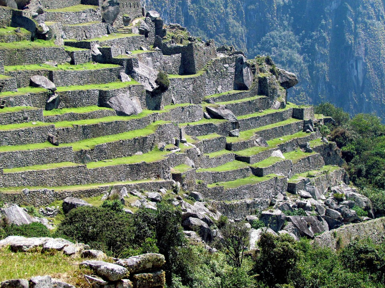Curved dry-stone agricultural terraces at Machu Picchu, with the forested walls of the Urubamba gorge behind