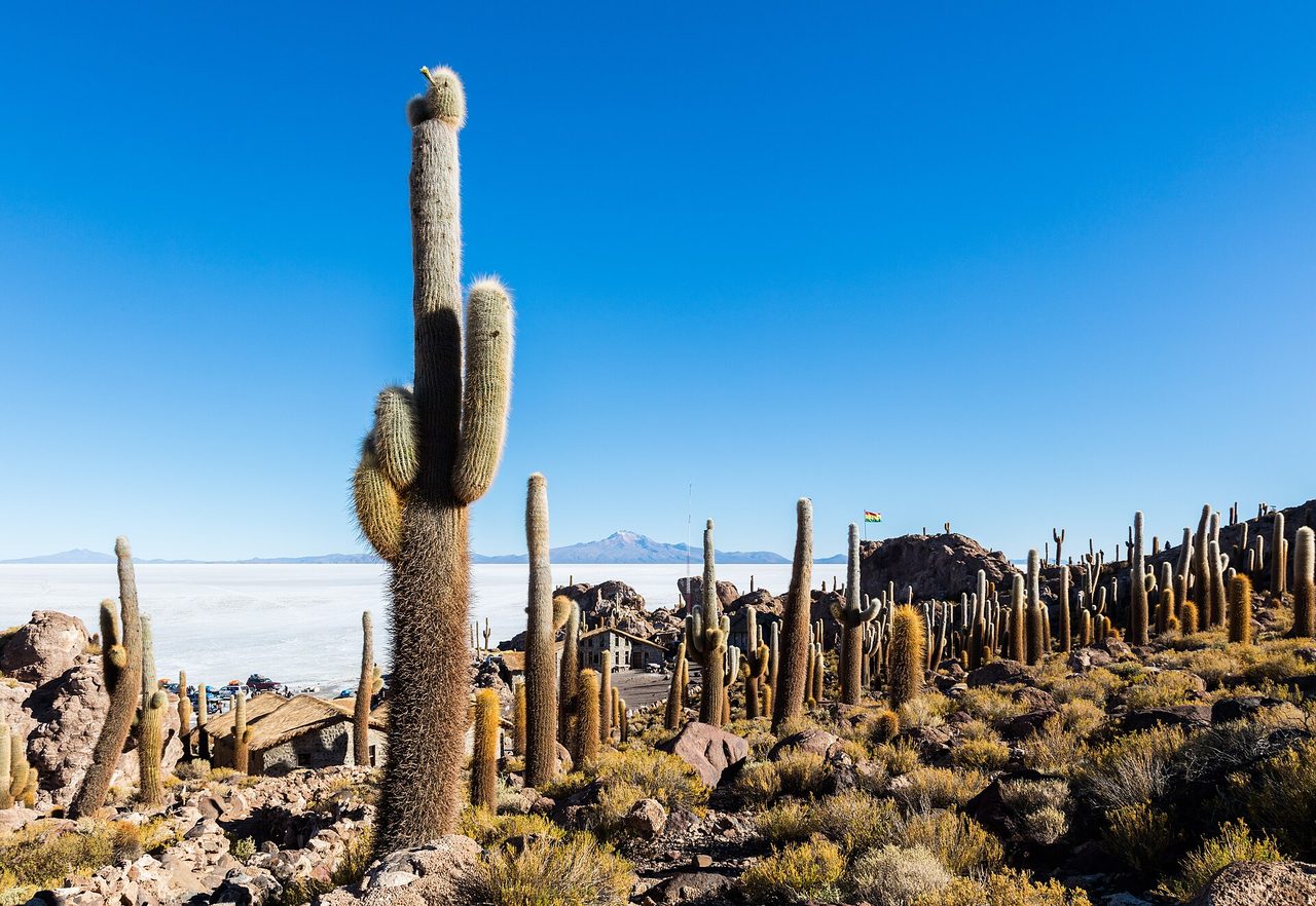 Giant cacti covering the rocky Isla Incahuasi, with the white crust of the Salar de Uyuni stretching out behind it
