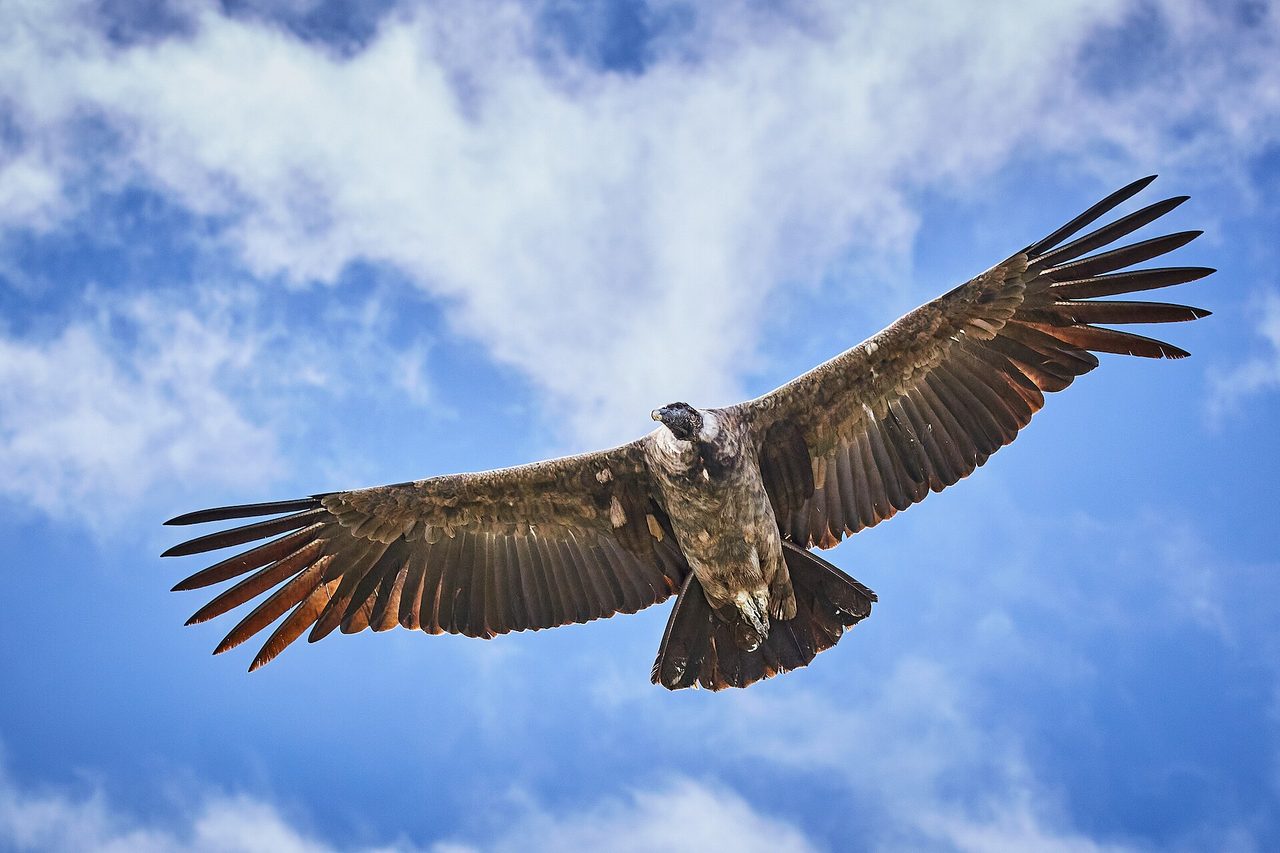 An Andean condor soaring on a clear-sky thermal above the Colca Canyon in southern Peru
