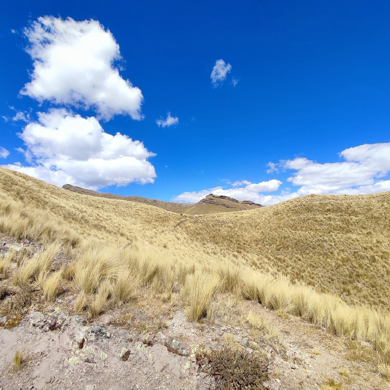 Bleached ichu grassland on a dry hillside in the Andes near Cusco under a deep blue sky