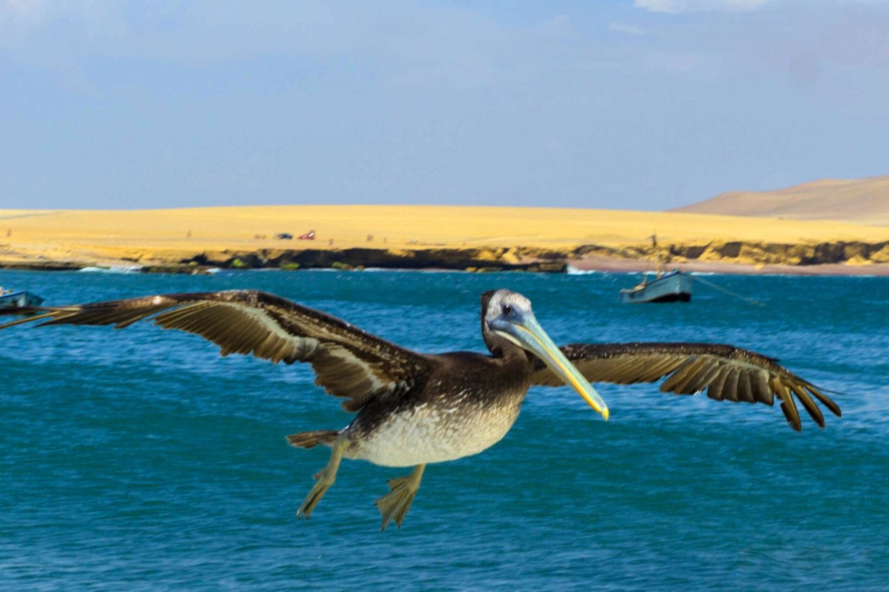 A Peruvian pelican gliding over the water in front of the desert cliffs of the Paracas National Reserve
