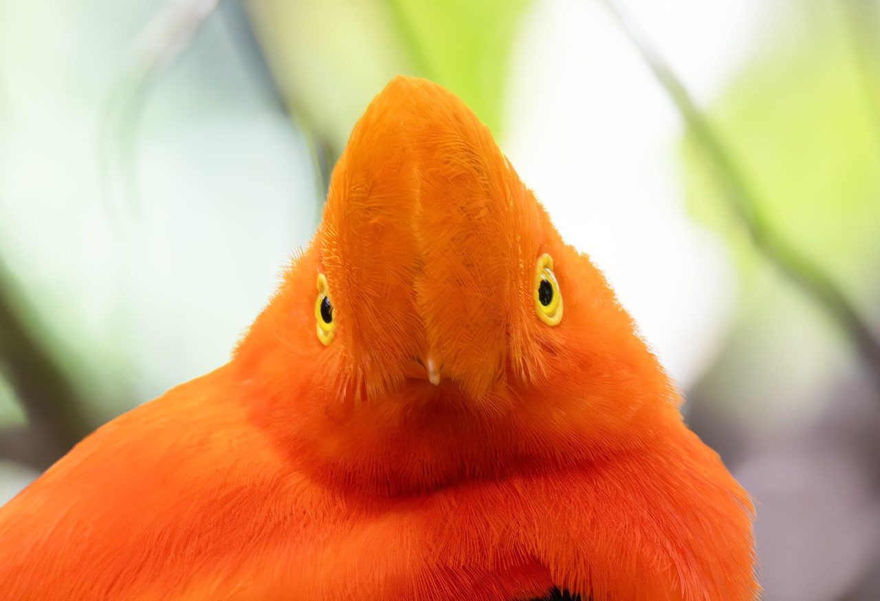 Close-up of a male Andean cock-of-the-rock, brilliant orange with a disc-shaped crest over its bill and pale yellow eyes