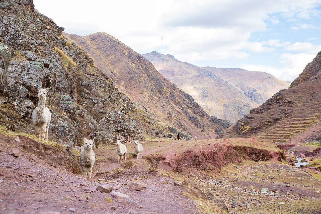 Alpacas standing on a walking trail in a red-earth valley in the high Andes of the Cusco region