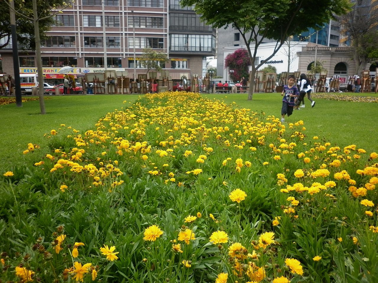 Yellow flowerbeds and painters' easels in Parque Kennedy, the central square of Miraflores in Lima
