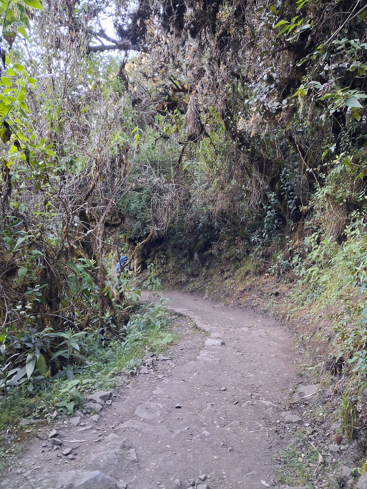 A dirt section of the Inca Trail through mossy cloud forest between the Ayapata and Llulluchapampa campsites