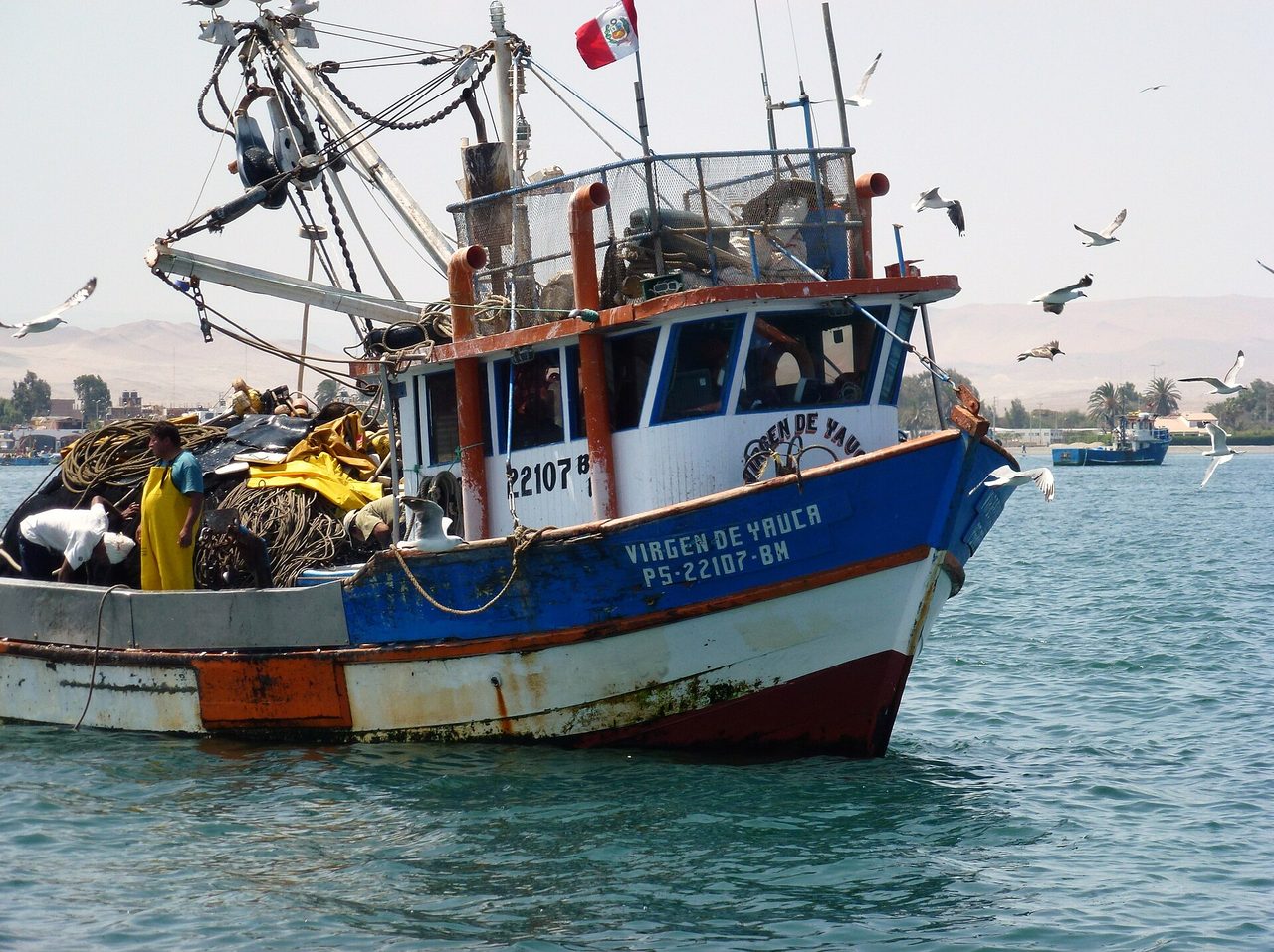 A Peruvian fishing boat surrounded by gulls in the calm water off Paracas